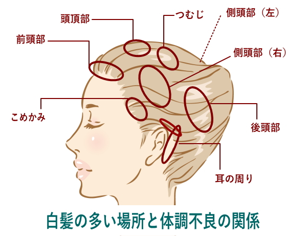 白髪 の 生える 場所